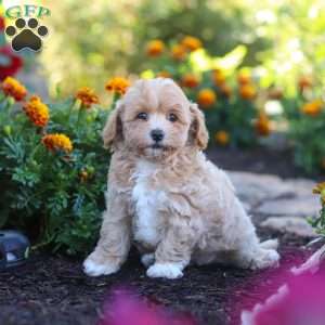Lily, Havapoo Puppy